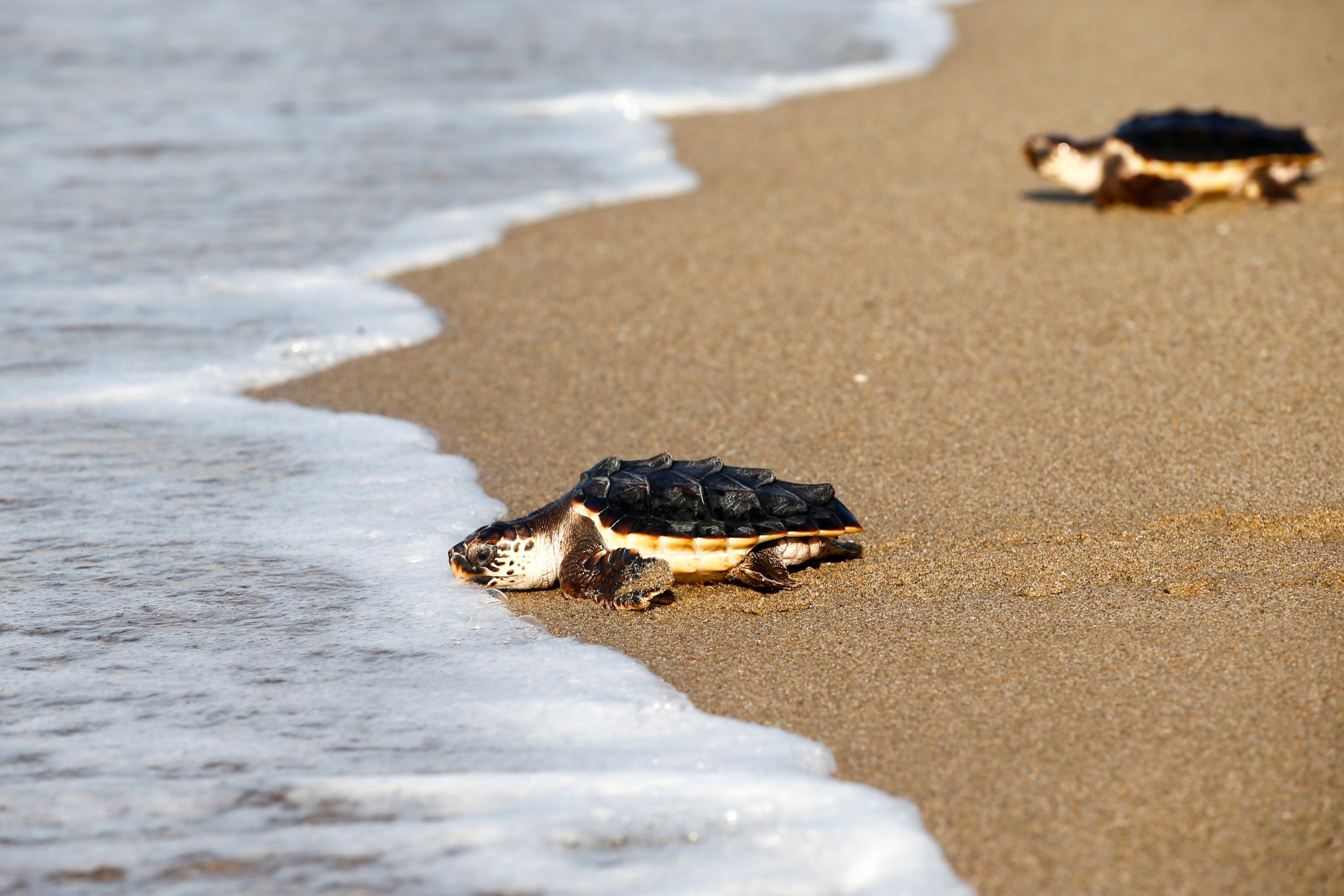 turtles-in-cyprus